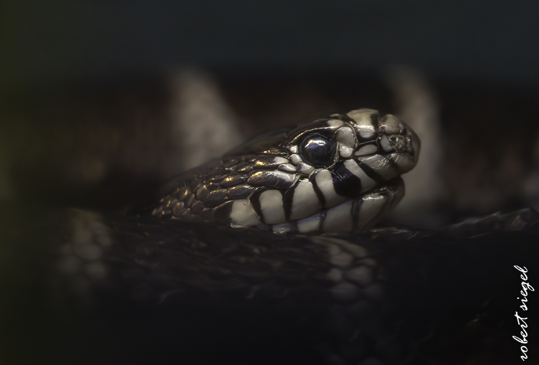 alum rock state park